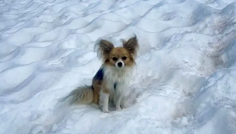 Buzul Yarığında Mahsur Kalan Adamı Sadık Köpeği Nasıl Kurtardı?