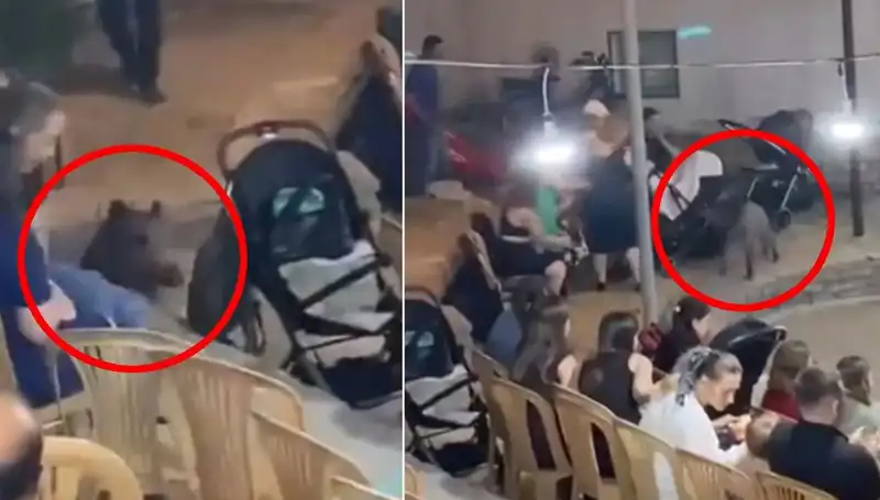 Düğün Töreninde Yaban Domuzu Krizi: Konuklar Şaşkın, Gelin Panik İçinde!