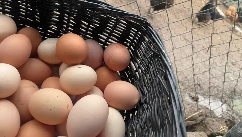 Dünyanın En Ucuz Proteini: Okulların Açılması Beslenme Sorununu Çözecek mi?