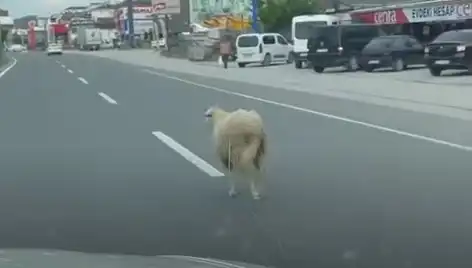 Yalova'da Kurbanlık İnek Kaçışı, Trafiği Kilitledi: Bunun Ardındaki Hikaye Ne?