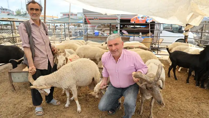 Kurban Bayramı'na Özel: 4 Boynuzlu Koçlar Pazarın Gözdesi Oldu