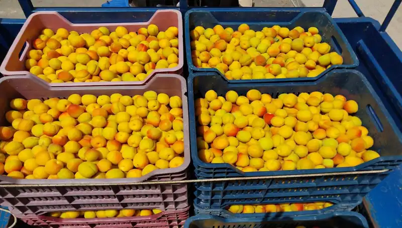 İlk Hasat: Çiftçi 500 TL'den Aldı, Pazar Ne Olacak?