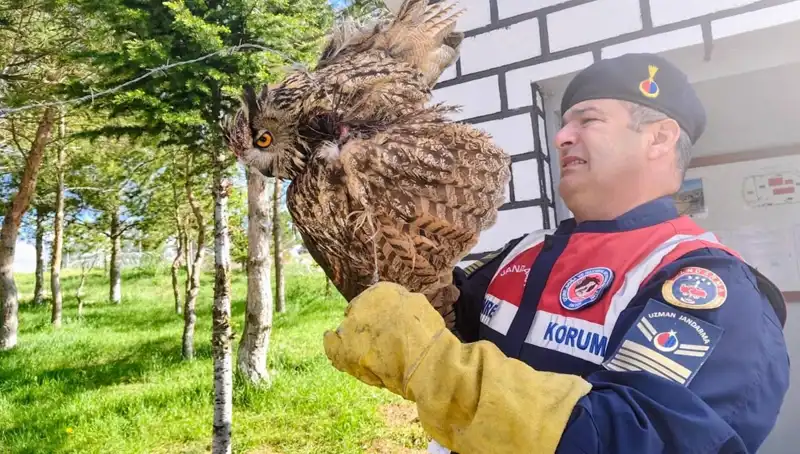 Dikenli Tellere Takılan Puhu, Sevgiyle Kurtarıldı ve Tedavi Edildi