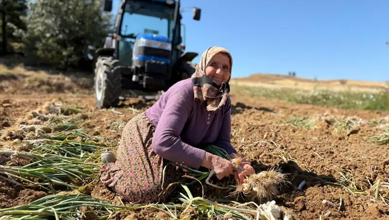 Selenyum Zengini Araziler: Günlük Bin 200 Lira ile Tarladan Toplanıyor