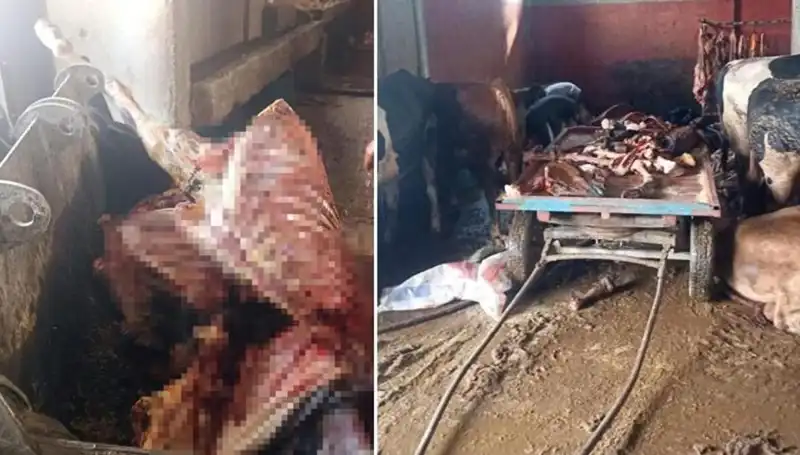 Adana’da Şok Soruşturma: 2,5 Ton At Eti ve Kurtarılan 4 At