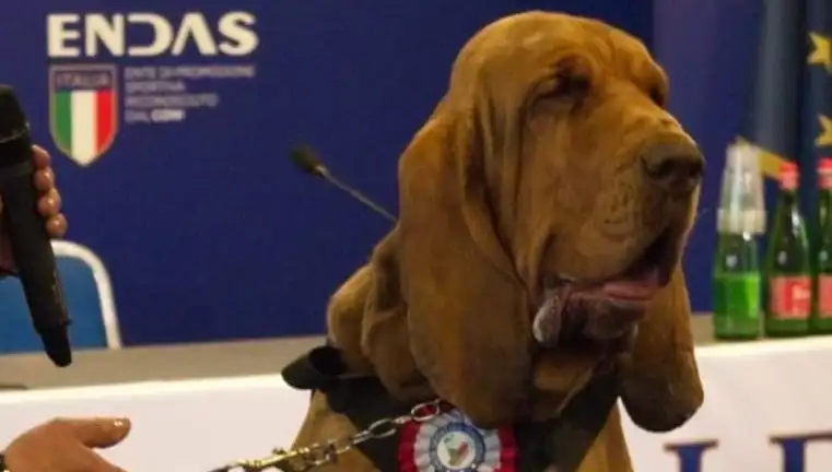 Arama Köpeği Suikaste Kurban Gitti: Çivili Sosisle Öldürüldü