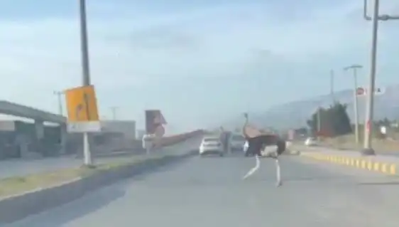 Hatay'da Yolda Deve Kuşu Görüntülendi, Şaşkınlık Yarattı!