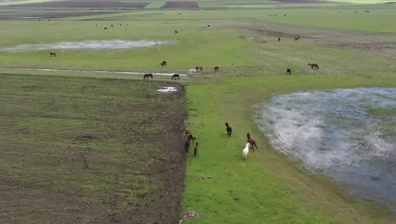 Kars’ın Büyüleyici Doğasında Yılkı Atları Keşfedildi!