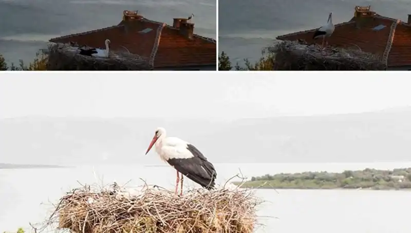 Yaren Adlı Leylek Depremi Önceden Hissederek Kahraman Oldu