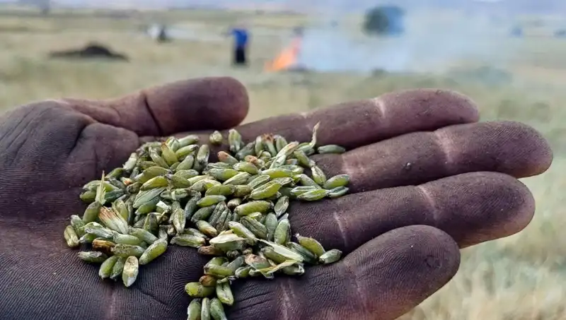 Yeni Firik Sezonu: Tatlı ve Tuzlu Lezzetlerin Buluşma Noktası