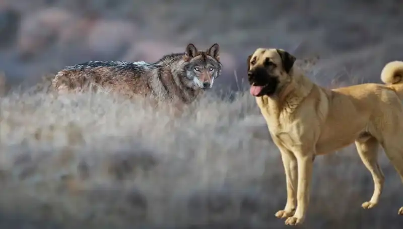 Kangal Köpeği Neden Popüler Oluyor? Kurt Popülasyonundaki Artışın Etkileri